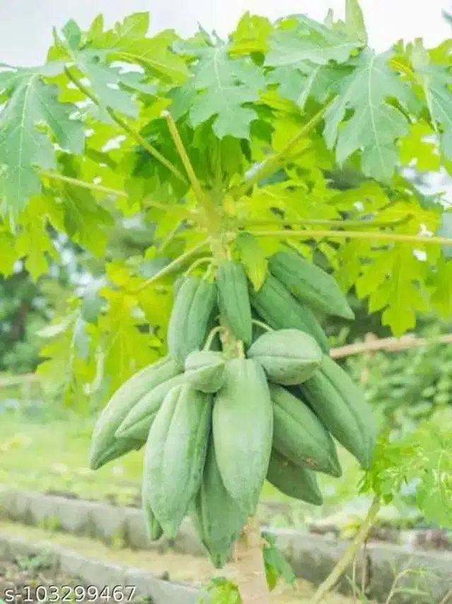 Papaya Fruit Seeds, Pack of 50