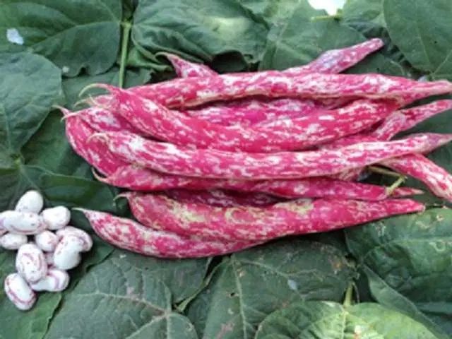 Red Bean Sutra Seeds For Home Garden, Pack Of 15