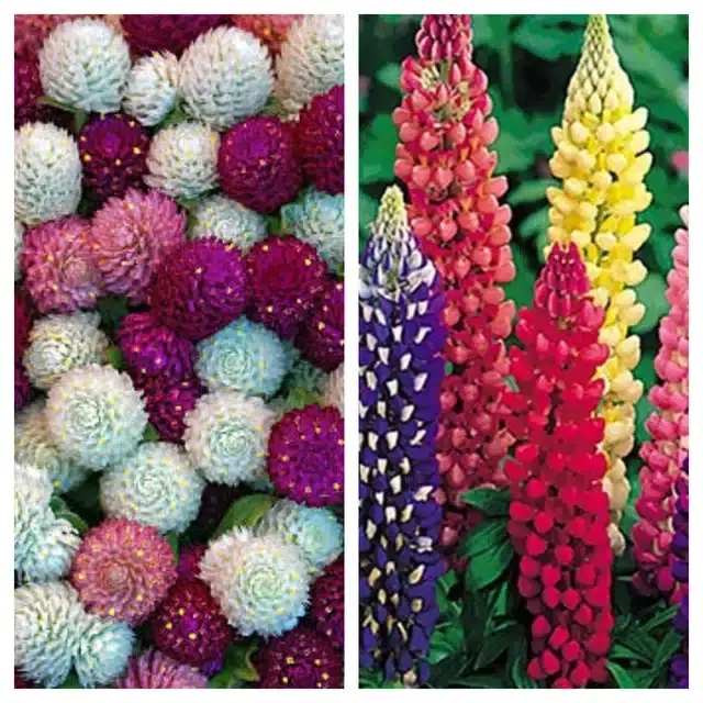 Gomphrena Mix & Lupine Mix Flower Seeds, Pack of 2