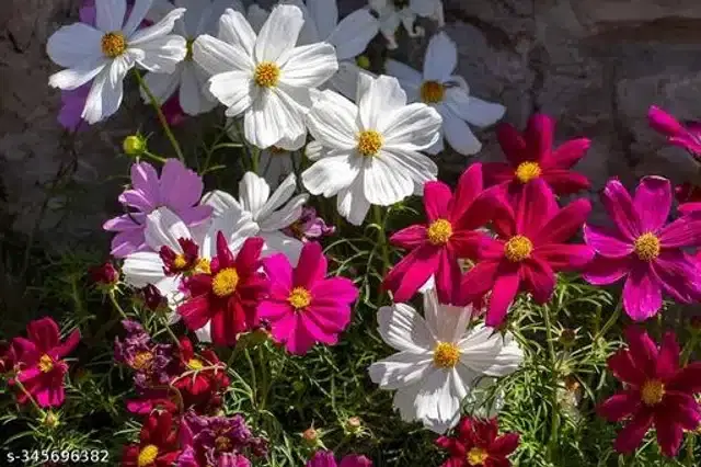 Cosmos Sensation Hybrid Mix Flower Seeds, Pack of 30