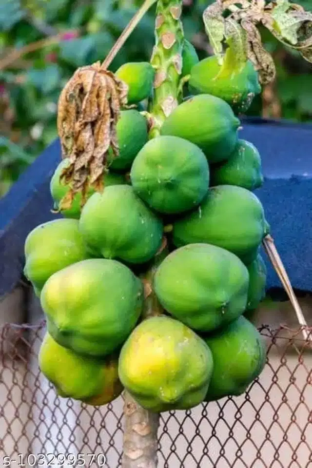 Papaya Fruit Seeds, Pack of 50