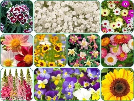 Aero Seeds Combo of 10 variety flower seeds with instruction manual.