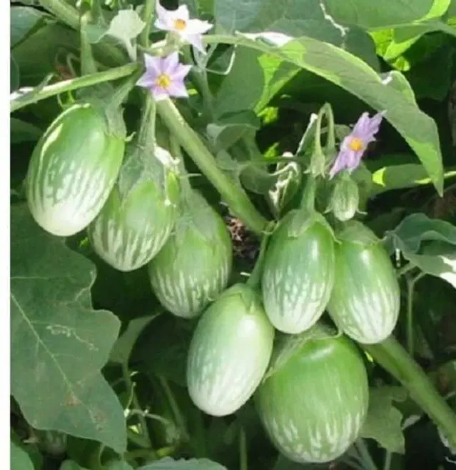 Recron Seeds of Organic Round Brinjal Vegetable, Pack Of 50