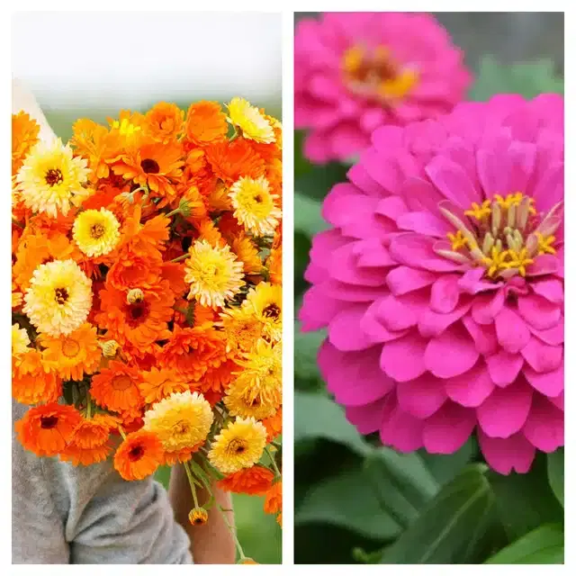 Calendula Mix & Zinnia Pink Flower Seeds, Pack of 2