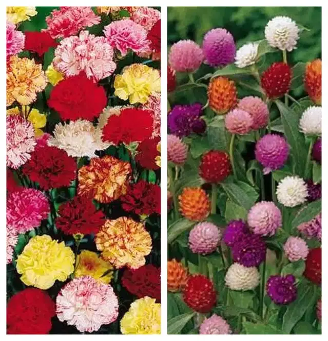 Carnation Mix & Gomphrena Mix Flower Seeds, Pack of 2
