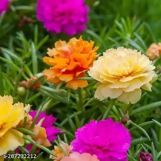 Portulaca Mix Hybrid Flower Seeds, Pack of 60