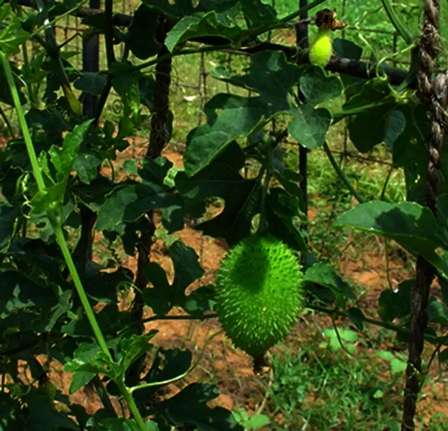 Jignisha Seeds Kantola Seeds, Green, Pack of 20