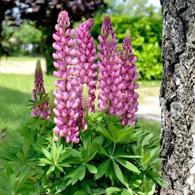 Recron Seeds of Lupin Hartwegii Giant Flower, Pack Of 30