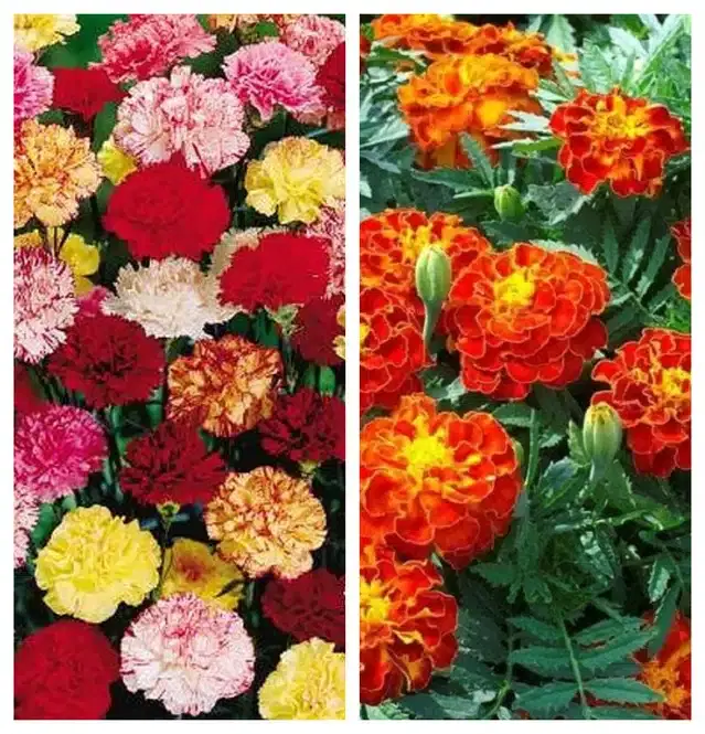 Carnation Mix & Marigold French Flower Seeds, Pack of 2