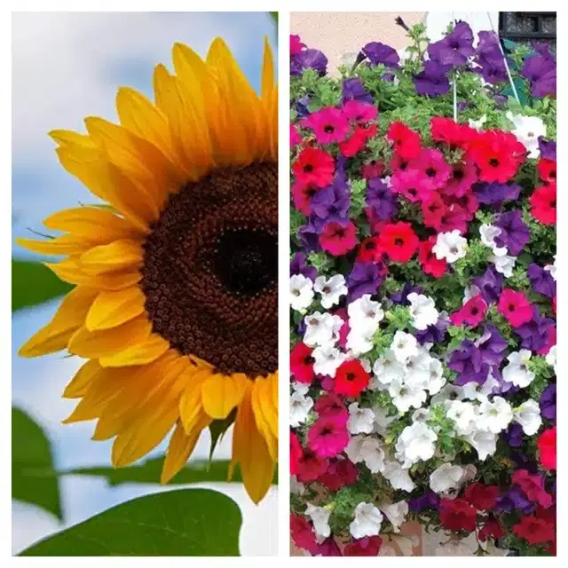 Sunflower & Petunia Mix Flower Seeds, Pack of 2