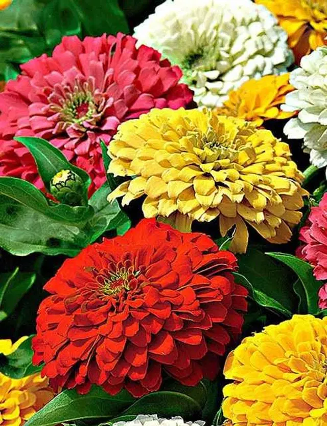 Recron Seeds of Hybrid Zinnia, Pack Of 30