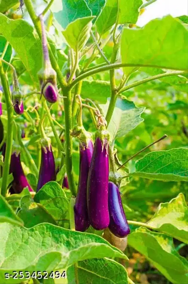 Organic Vegetable Seeds, Pack of 50