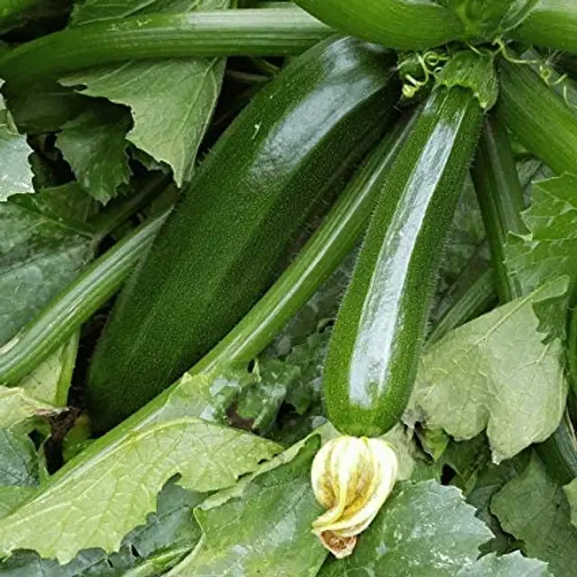 Jignisha Seeds Zucchini Green Seeds, Green, Pack of 10