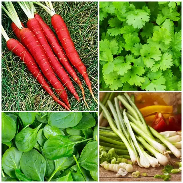 4 Variety of Vegetable Seeds, Combo of 4