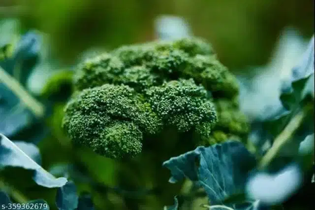 Broccoli Italian Hybrid Vegetable Seeds, Pack of 100
