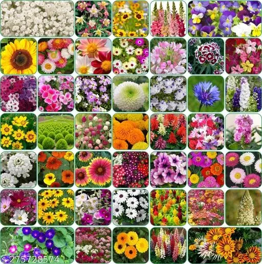 Aero Seeds Combo of 45 variety flower seeds with instruction manual.