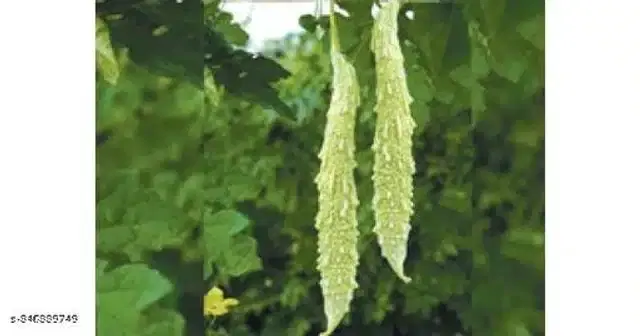 Organic Farm White Bitter Gourd Seeds, Pack of 15