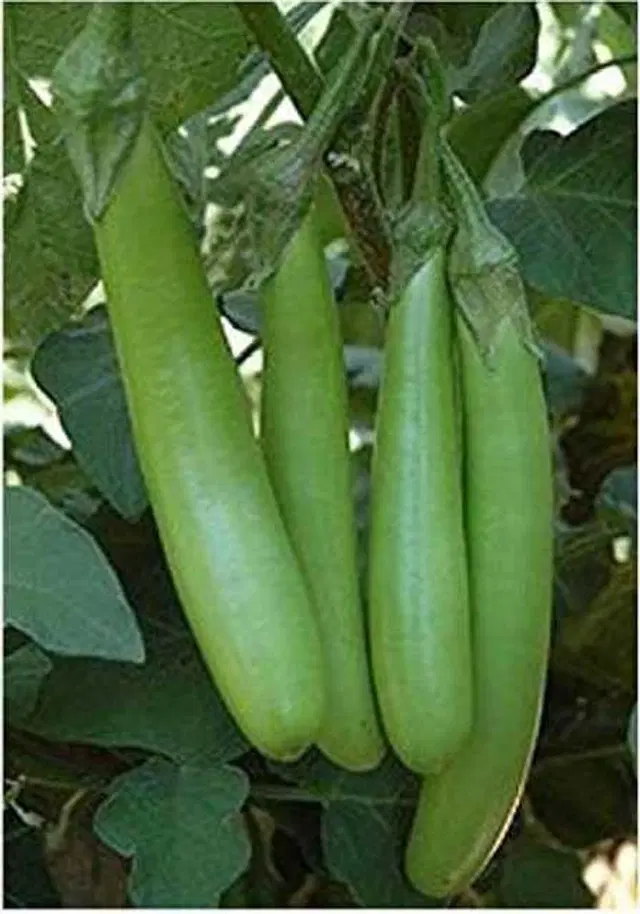 Recron Seeds of Long Brinjal, Pack Of 50