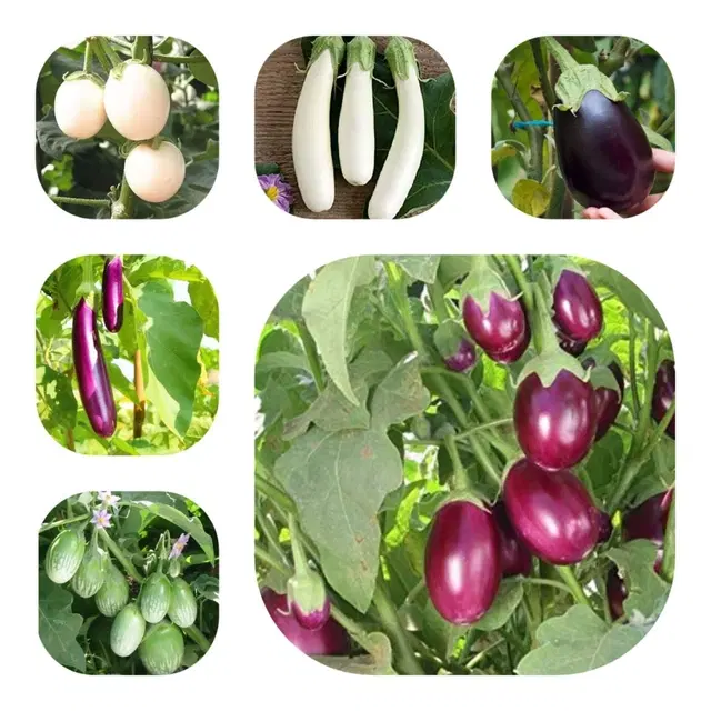 Jignisha Seeds Pusa Brinjal Seeds, Green, Set of 1