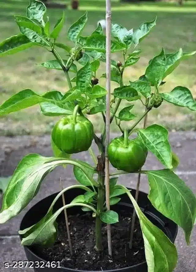 Capsicum Hybrid Seeds, Pack of 50