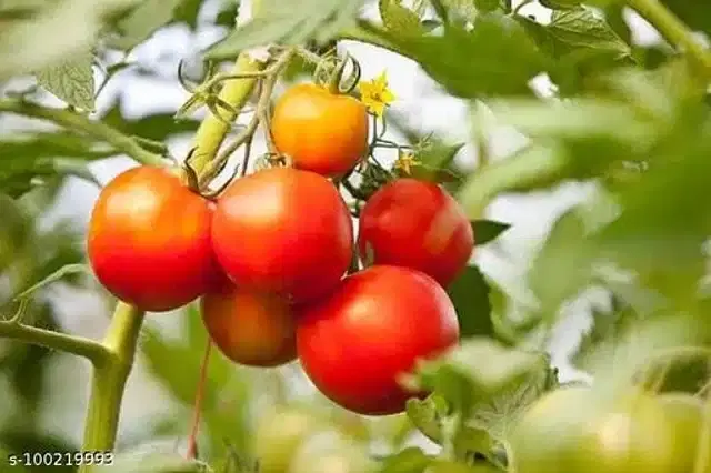 Vegetable Tomato Hybrid Seeds, Pack of 50