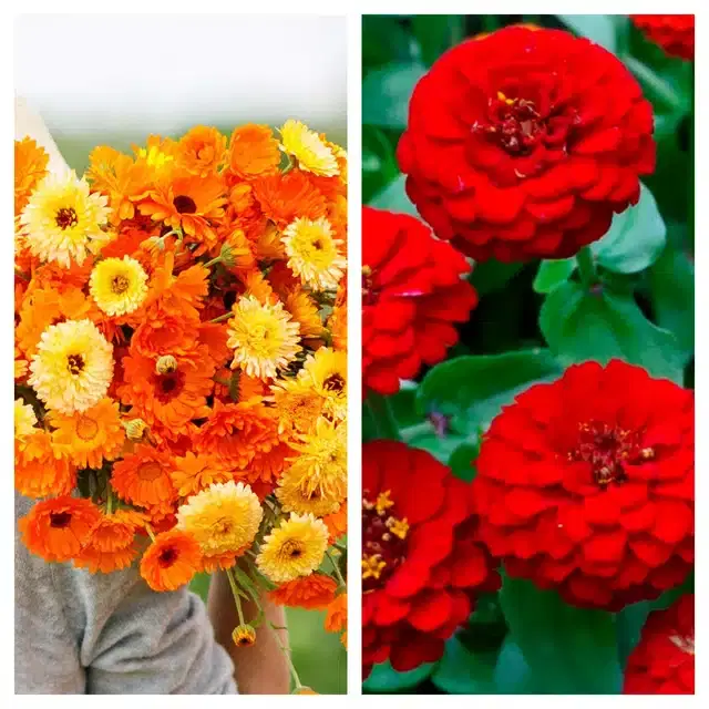 Calendula Mix & Zinnia Red Flower Seeds, Pack of 2