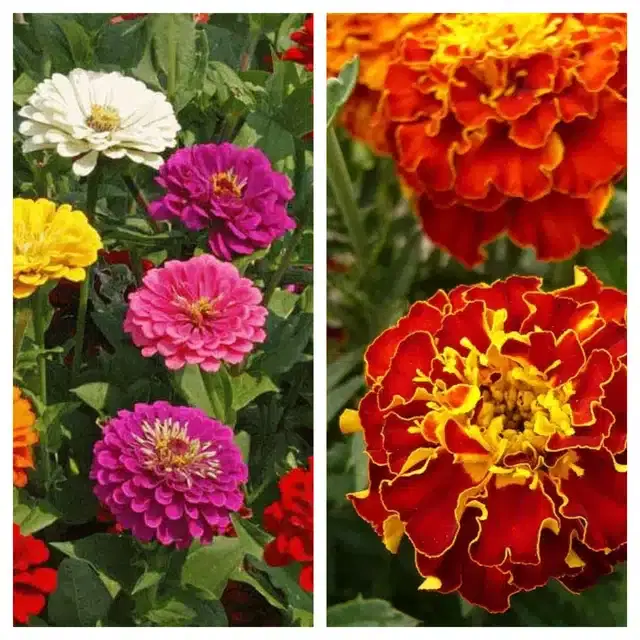 Zinnia Mix & Marigold French Flower Seeds, Pack of 2