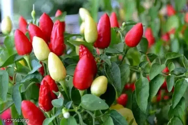 Surajmukhi Chilli Vegetable Seeds, Pack of 50