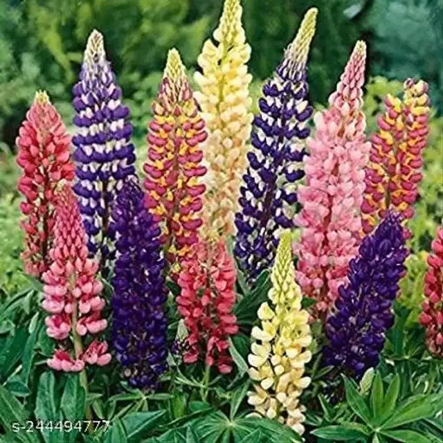 American Mixed Lupine Seeds, Pack of 30