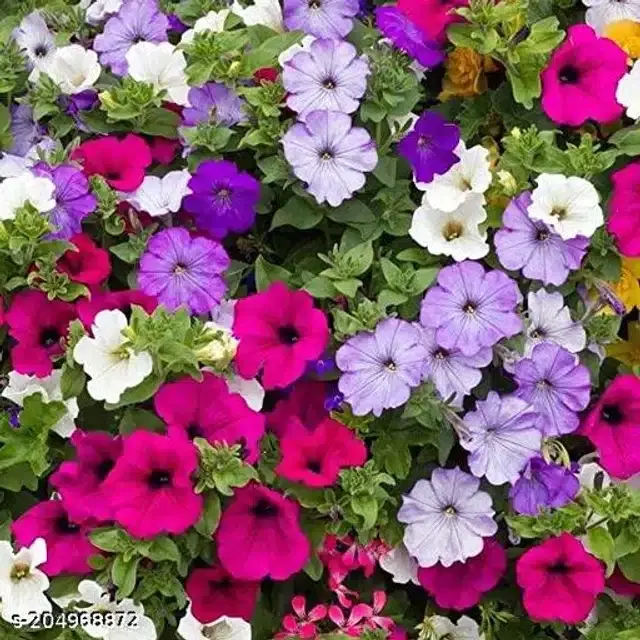 Petunia Mix Seeds, Pack of 30