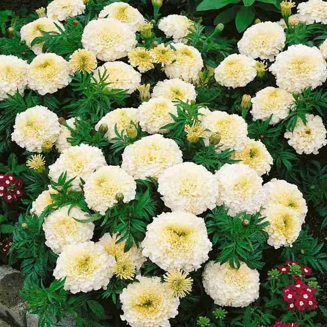 Jignisha Seeds Bijlee Marigold White Flower Seeds, White, Pack of 30