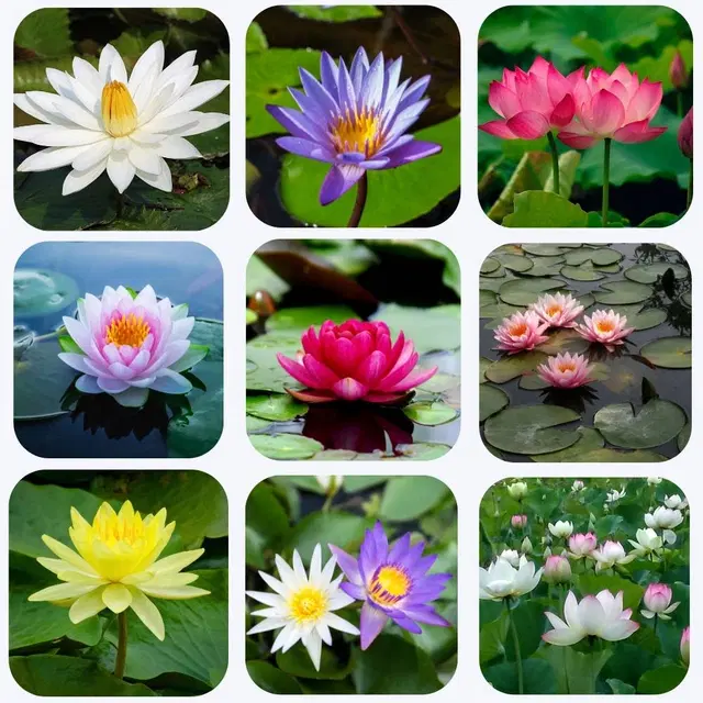 Jignisha Seeds Lotus Mix Flower Seeds, Multicolor, Pack of 15