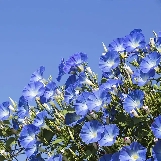 Jignisha Seeds Morning Glory Blue Flower Seeds, Blue, Pack of 30