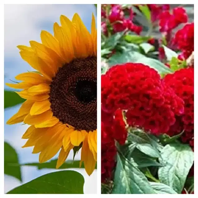 Sunflower & Coskcomb Red Flower Seeds, Pack of 2