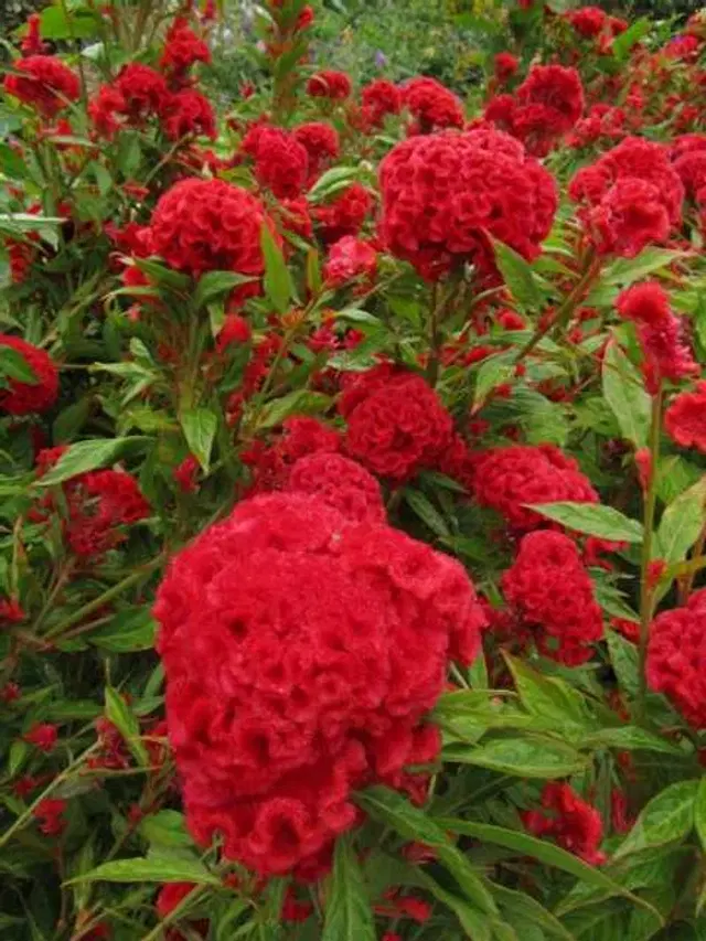Recron Seeds of Celosia Cockscomb Open Pollination Flower, Pack Of 30