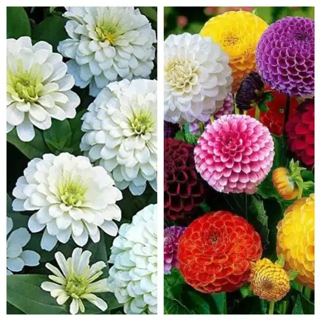 Zinnia White & Dahlia Mix Flower Seeds, Pack of 2