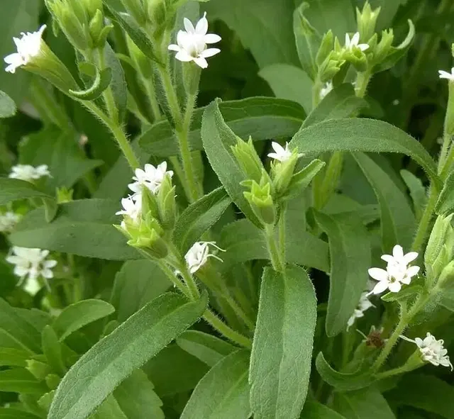 Jignisha Seeds Stevia Herb Seeds, Green, Pack of 50