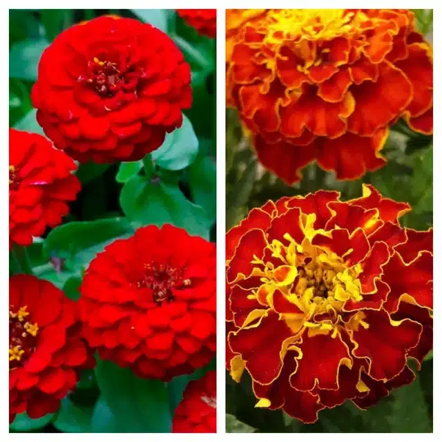 Zinnia Red & Marigold French Flower Seeds, Pack of 2