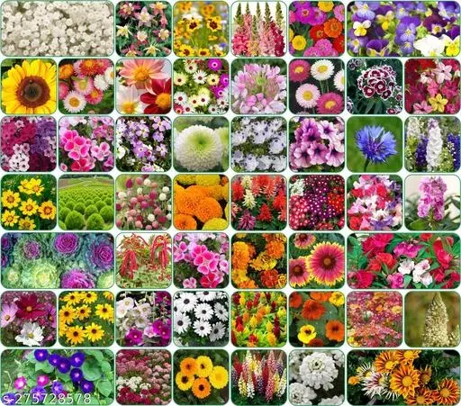 Aero Seeds Combo of 50 variety flower seeds with instruction manual.