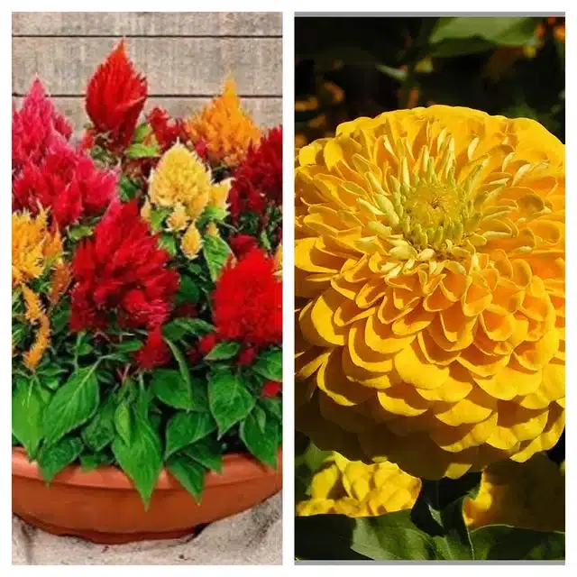 Celosia Mix & Zinnia Yellow Flower Seeds, Pack of 2
