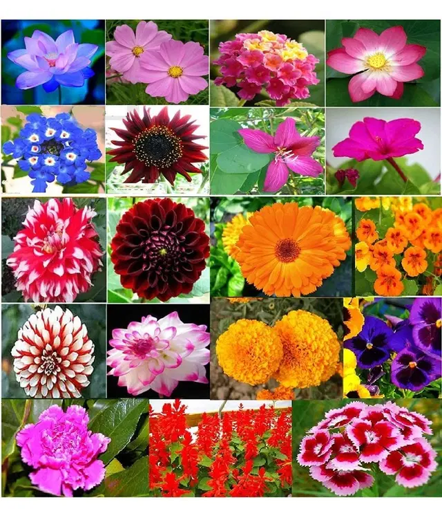 Zello Mixed Flower 20 Varieties, 500 Seeds