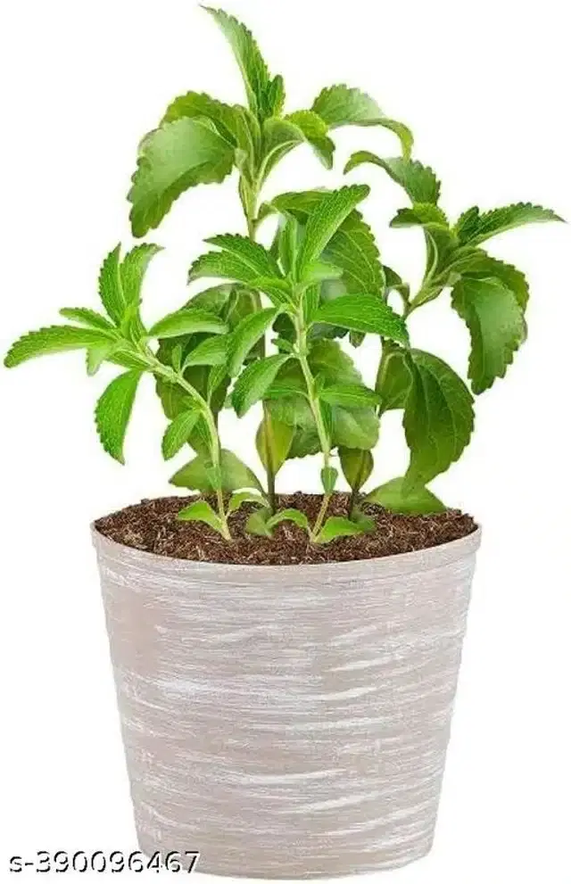 Stevia Herb Hybrid Green Seeds, Pack of 50