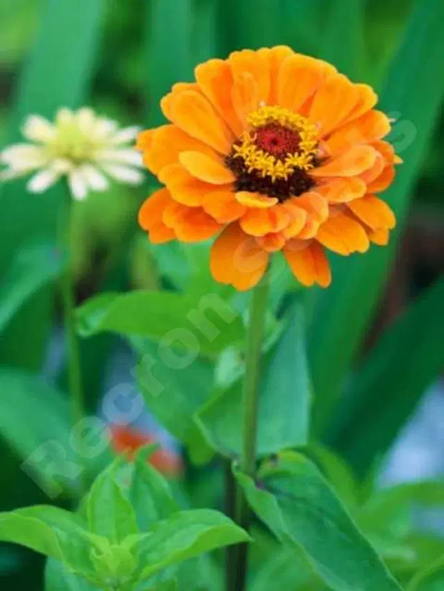 Recron Seeds of Hybrid Zinnia F1, Pack Of 30