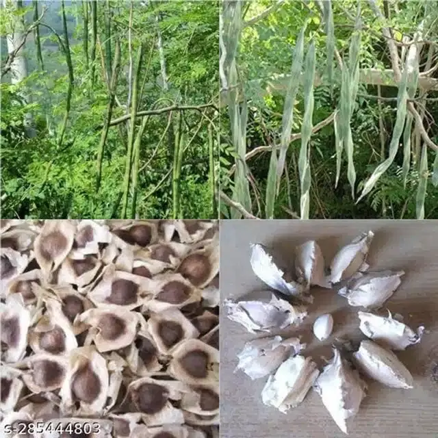 Shajan Falli Seeds, Pack of 15