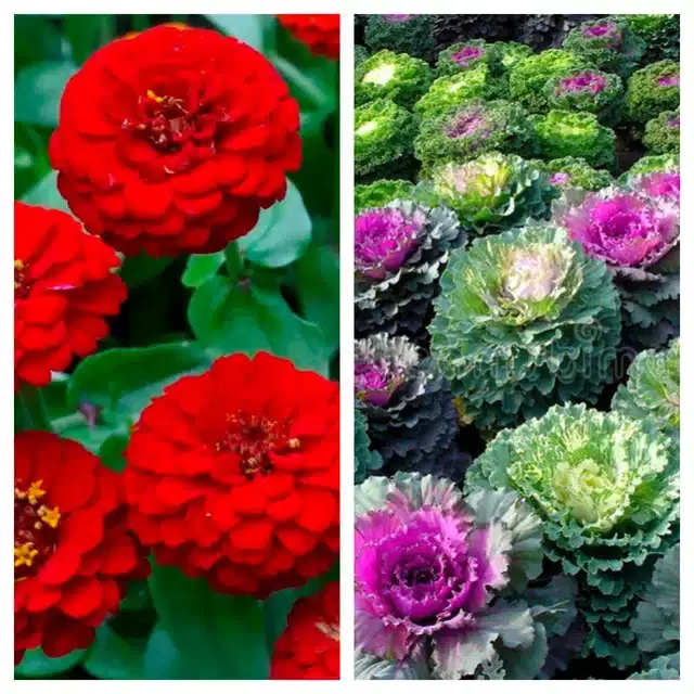 Zinnia Red & Flowering Kale Flower Seeds, Pack of 2