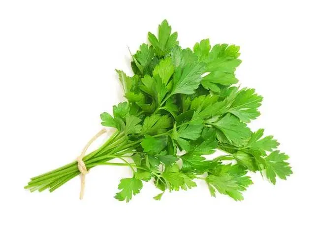 Seeds of Parsley Vegetable, Pack Of 100