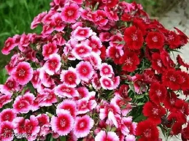 Sweet William Flower Seeds, Pack of 30