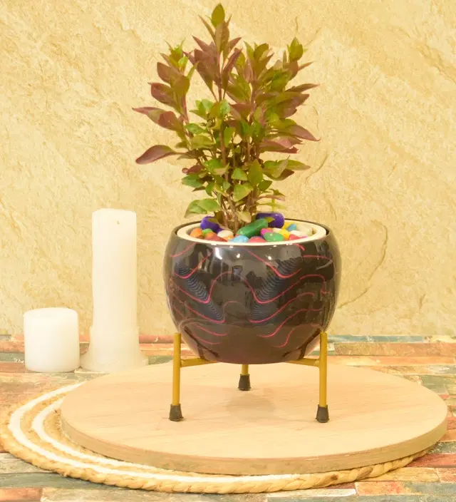 Metal Planter for Home, Multicolor