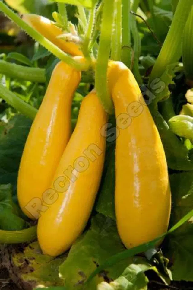 Recron Seeds of Hybrid Zucchini Vegetable, Pack Of 10