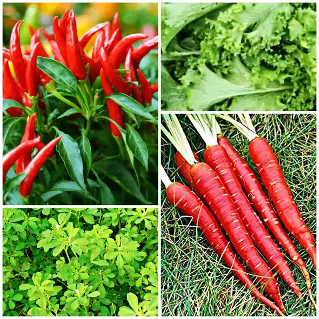 4 Variety of Vegetable Seeds, Combo of 4